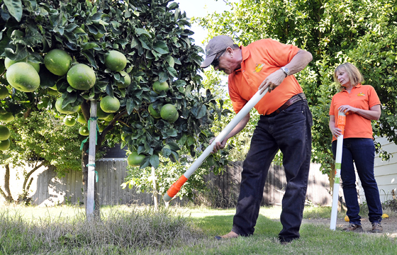 World's third largest pumpkin grown in Marysville